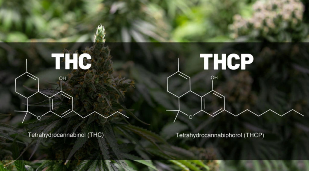 THC VS THCP